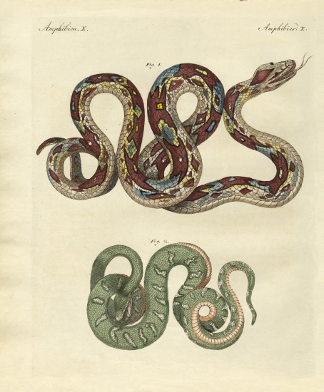 Awful snake from German School, (19th century)
