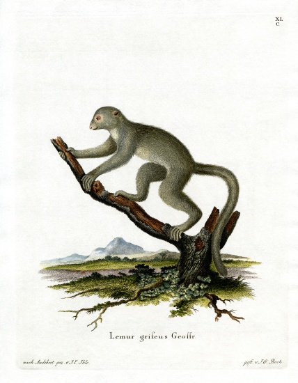 Bamboo Lemur from German School, (19th century)