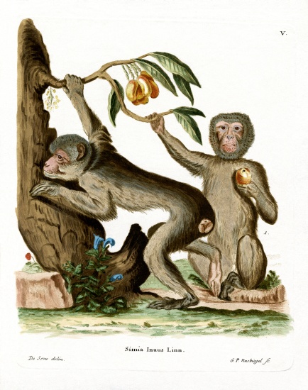 Barbary Ape from German School, (19th century)