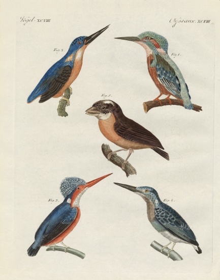 Beautiful birds from German School, (19th century)
