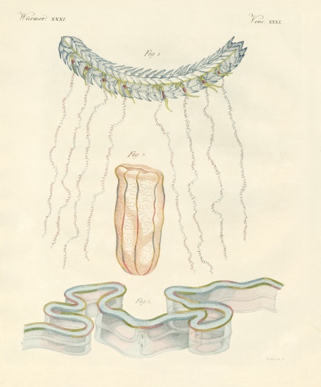 Beautiful comb jellies from German School, (19th century)