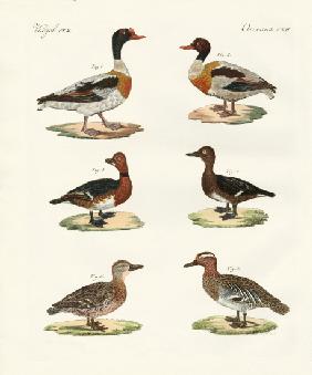 Beautiful ducks