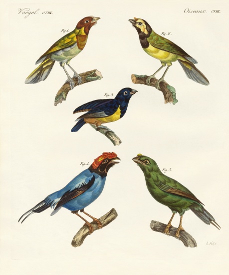 Beautiful foreign birds from German School, (19th century)