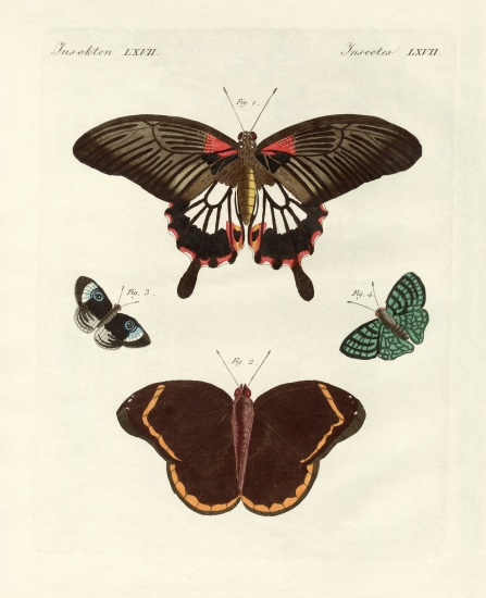 Beautiful foreign butterflies - German School, (19th century) as art ...