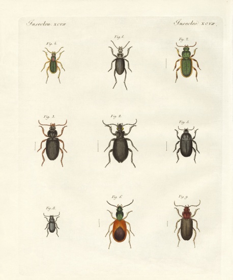 Beautiful German beetles from German School, (19th century)
