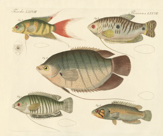 Beautiful new fish from German School, (19th century)