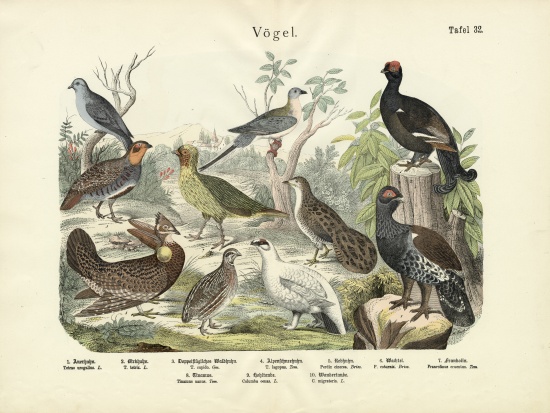 Birds, c.1860 from German School, (19th century)