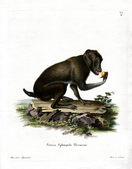 Black Baboon from German School, (19th century)