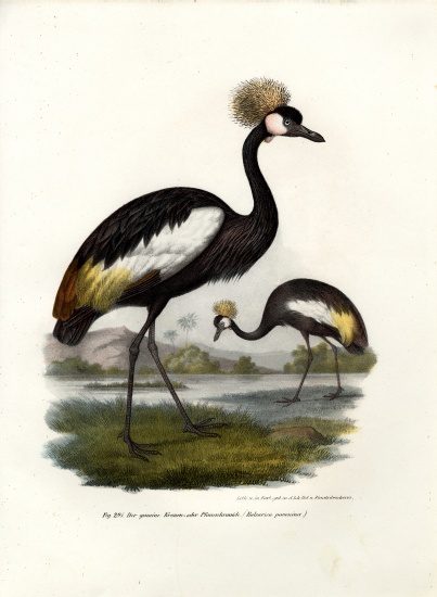 Black Crowned Crane from German School, (19th century)