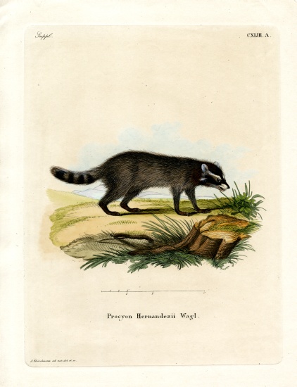 Black-footed raccoon from German School, (19th century)