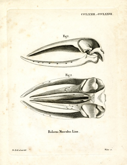 Blue Whale Skull from German School, (19th century)