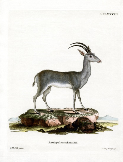 Bluebuck from German School, (19th century)