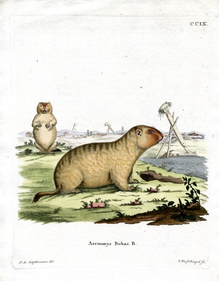 Bobac Marmot from German School, (19th century)