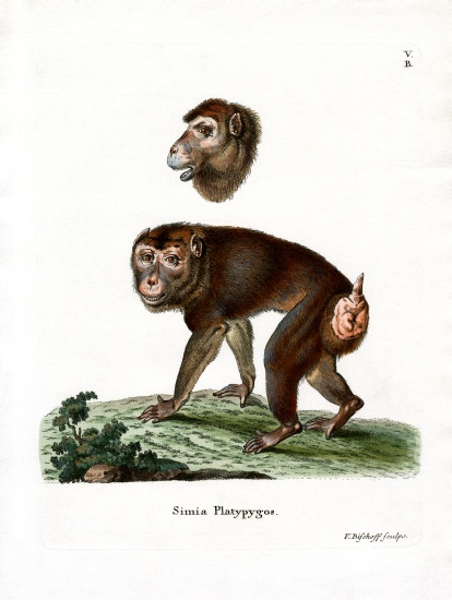 Brown Baboon from German School, (19th century)