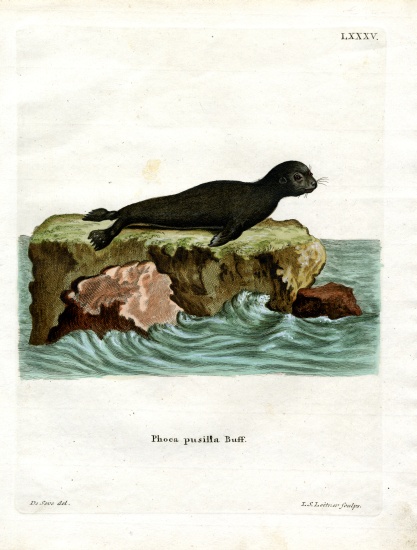 Brown Fur Seal from German School, (19th century)