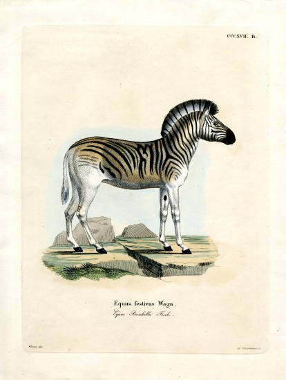 Burchell's Zebra from German School, (19th century)