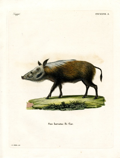 Bushpig from German School, (19th century)