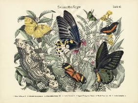 Butterflies, c.1860