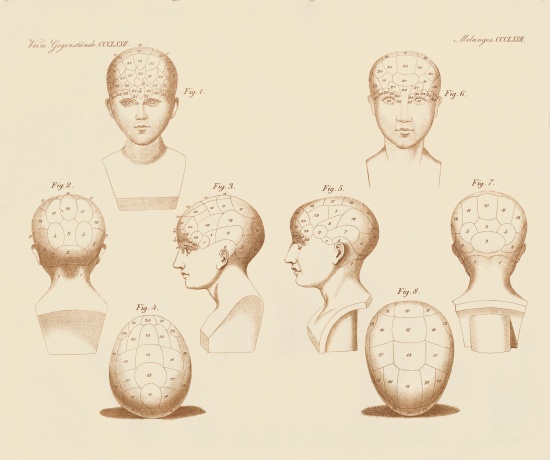 Camper's facial angles from German School, (19th century)
