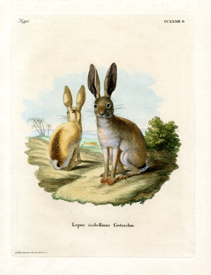 Cape Hare from German School, (19th century)