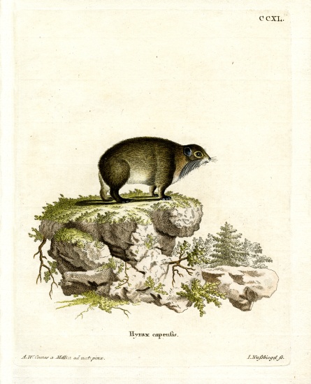 Cape Hyrax from German School, (19th century)