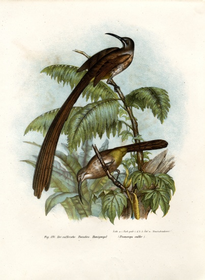 Cape Sugarbird from German School, (19th century)