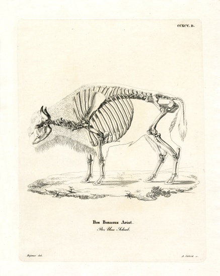 Cattle Skeleton from German School, (19th century)
