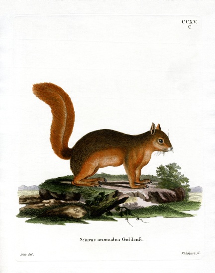 Caucasian Squirrel from German School, (19th century)