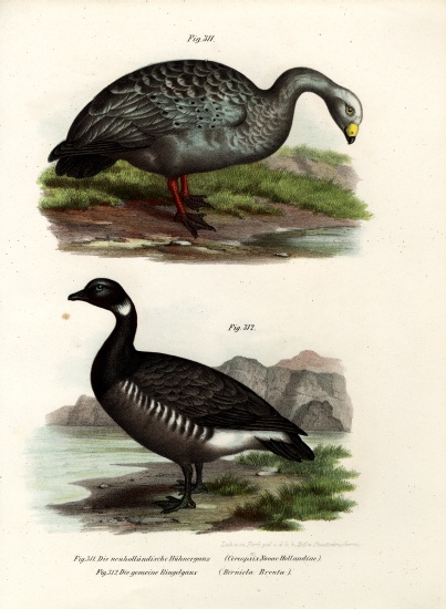 Cereopsis Goose from German School, (19th century)