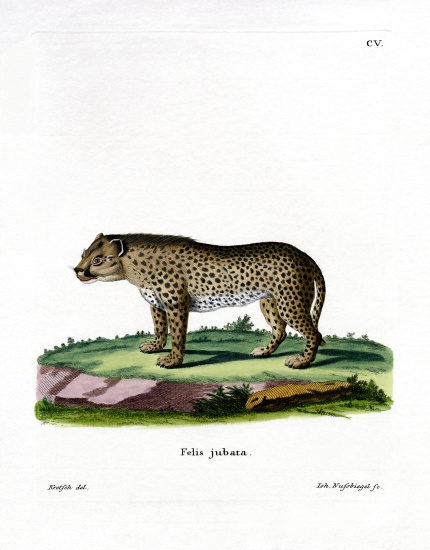Cheetah from German School, (19th century)