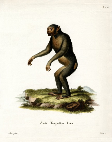 Chimpanzee from German School, (19th century)