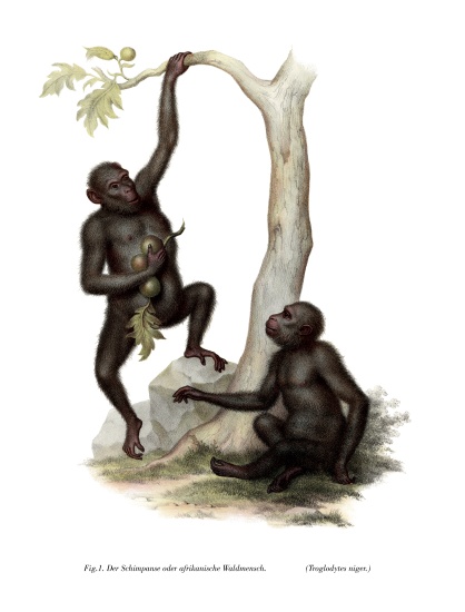 Chimpanzee from German School, (19th century)