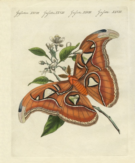 Chinese butterflies from German School, (19th century)
