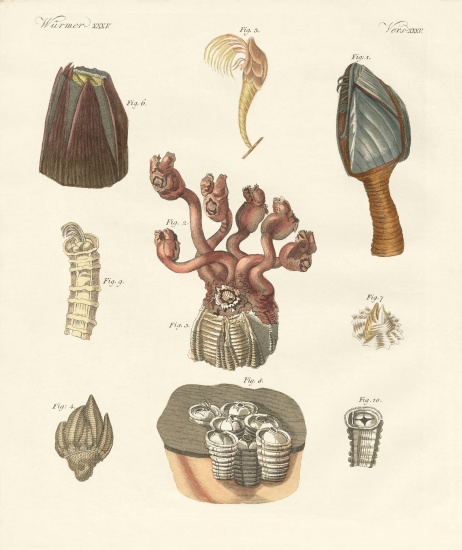 Cirrhipodas, Bristleworms or brachiopods from German School, (19th century)