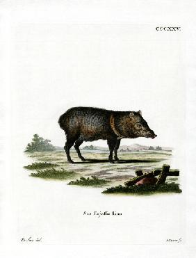 Collared Peccary