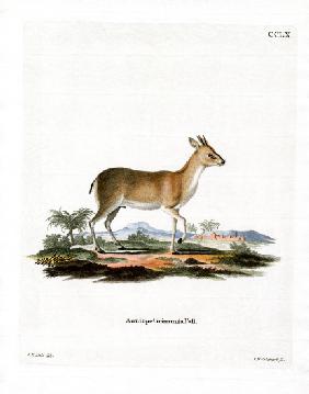 Common Duiker