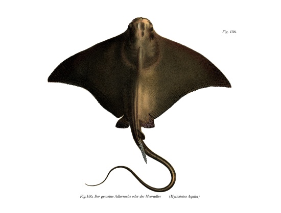 Common Eagle Ray from German School, (19th century)