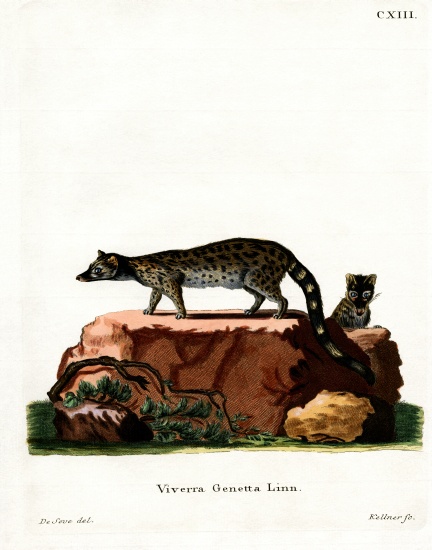 Common Genet from German School, (19th century)