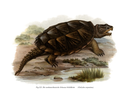 Common Snapping Turtle from German School, (19th century)