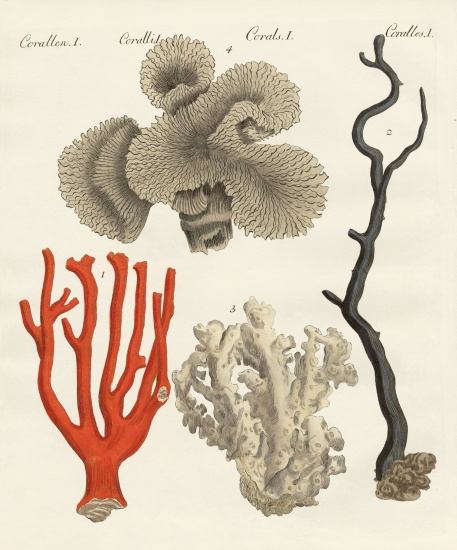 Corals from German School, (19th century)
