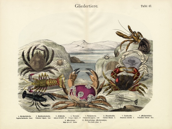 Crabs, c.1860 from German School, (19th century)