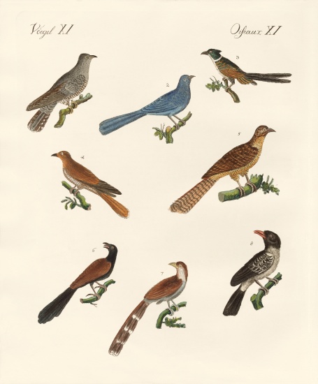 Cuckoos from various countries from German School, (19th century)