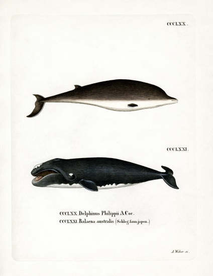 Cuvier's Beaked Whale from German School, (19th century)