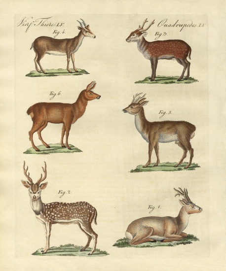 Deers and fawns from German School, (19th century)