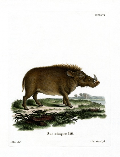 Desert Warthog from German School, (19th century)