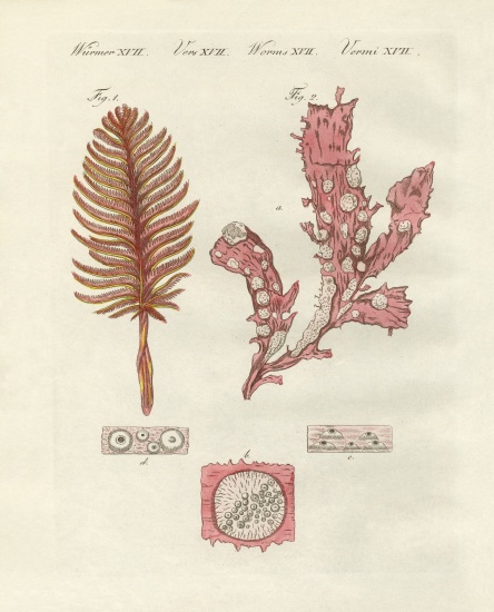 Different kind of zoophytes or ornamental plants from German School, (19th century)