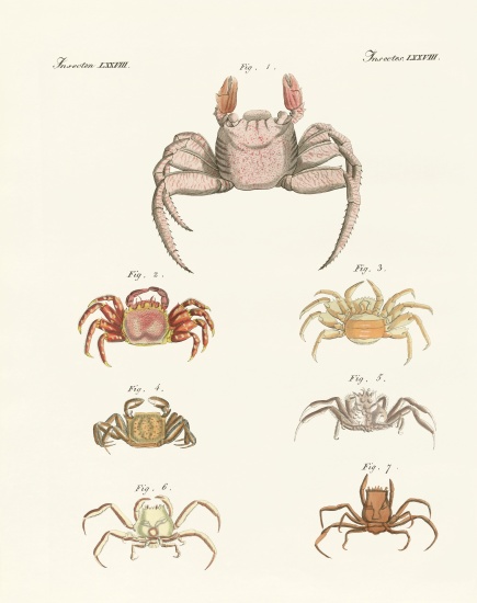 Different kinds of crabs from German School, (19th century)