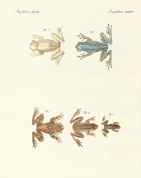 Different kinds of foreign tree frogs