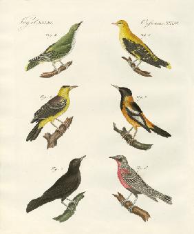 Different kinds of golden oriole