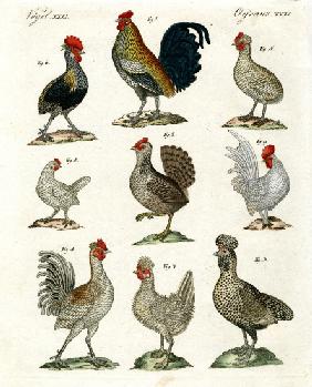 Different kinds of hens